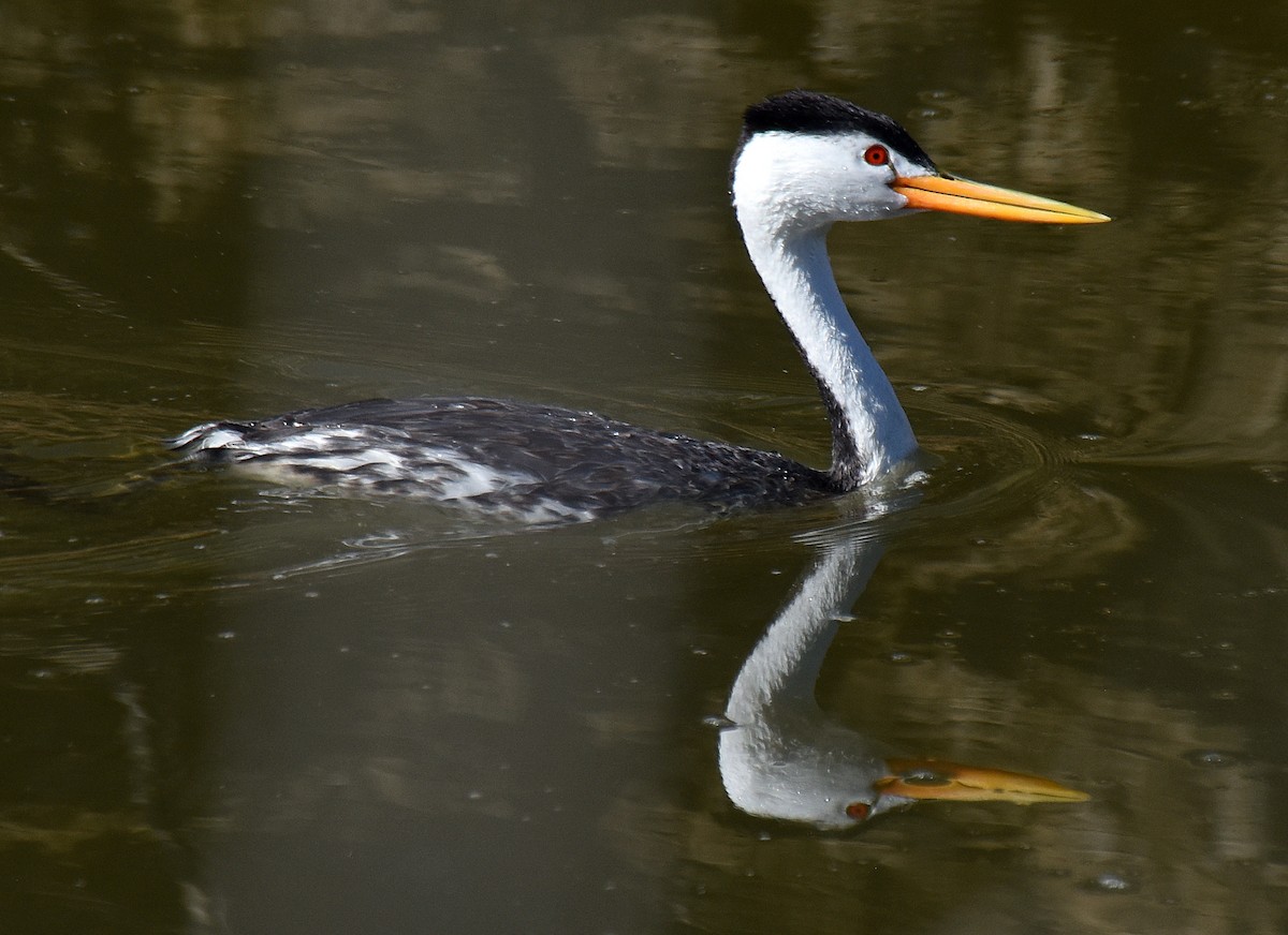 Clark's Grebe - Steven Mlodinow