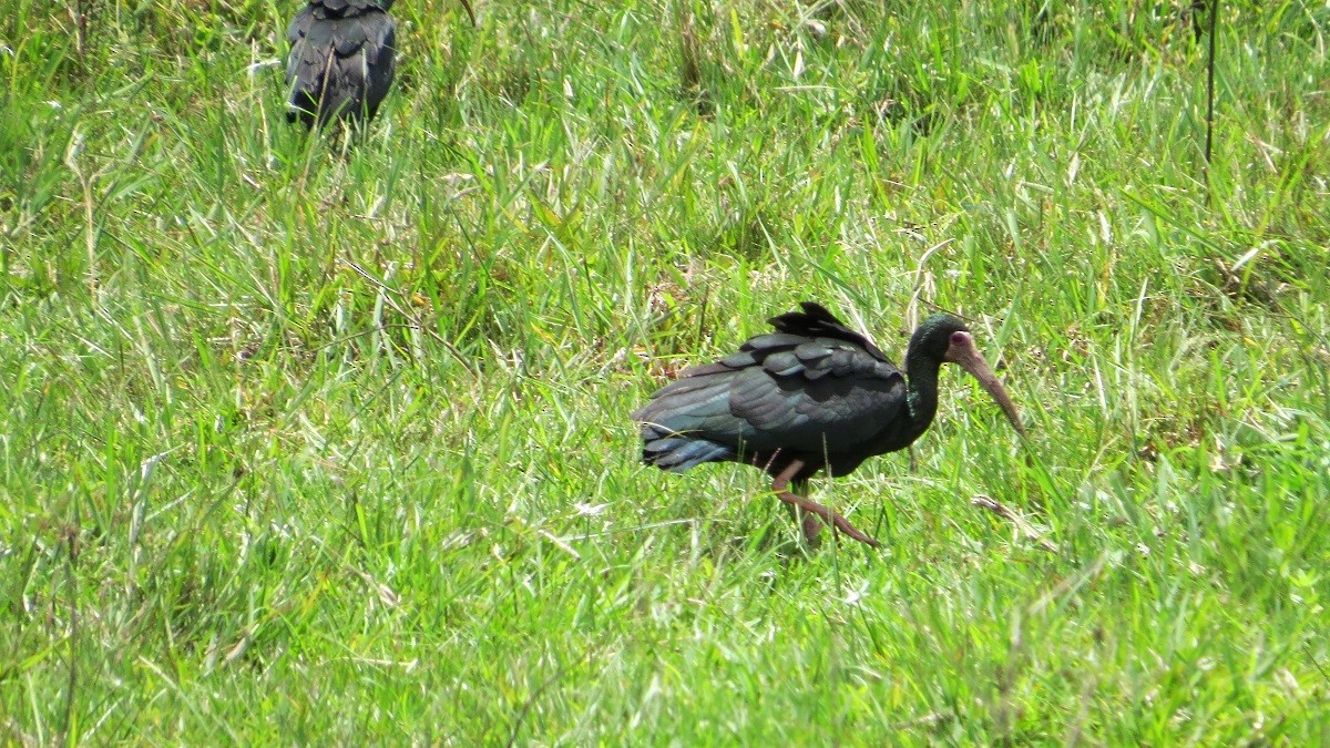 ibis tmavý - ML153862611