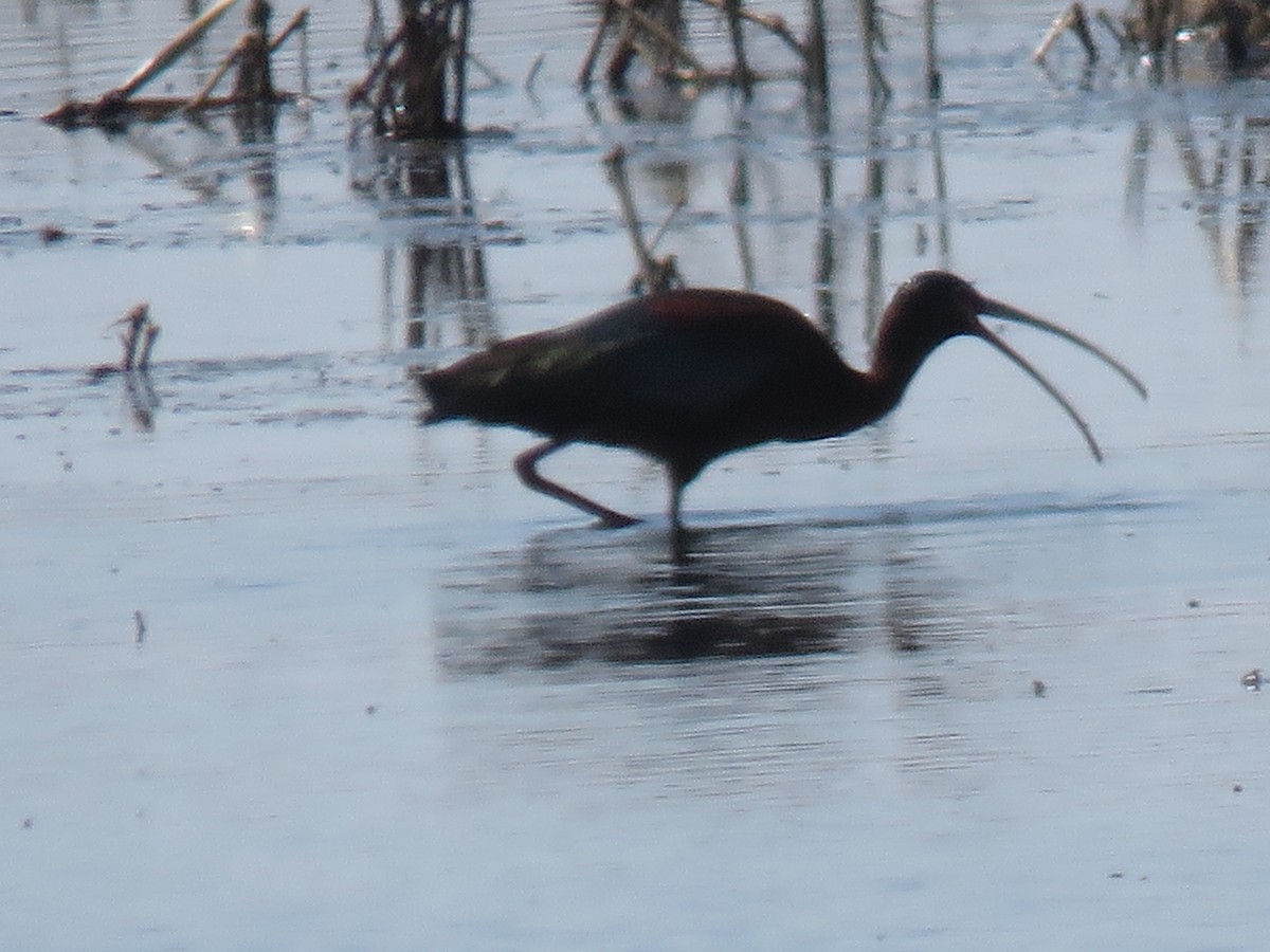 White-faced Ibis - ML153862741