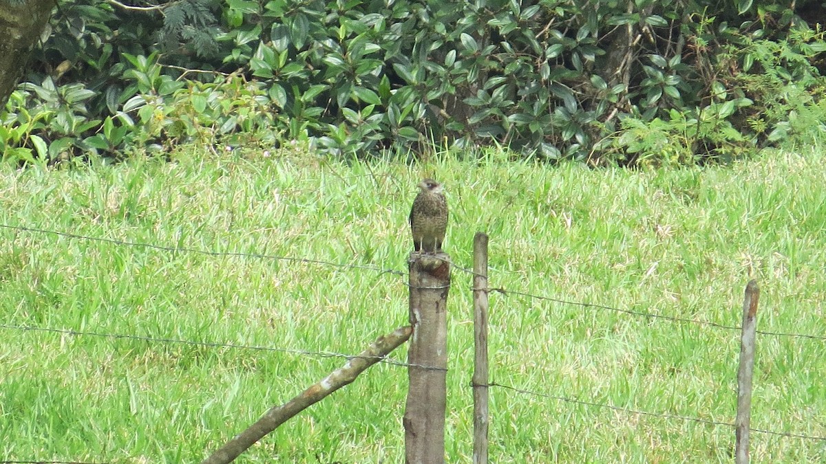 Yellow-headed Caracara - ML153862811