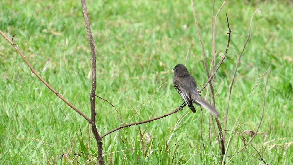 Black Phoebe - ML153863001