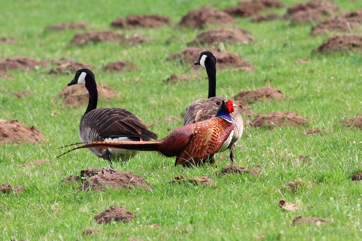 Ring-necked Pheasant - Manfred Bienert