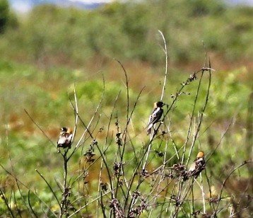 bobolink americký - ML153863511