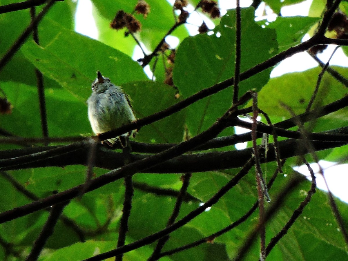 Black-capped Pygmy-Tyrant - ML153863781