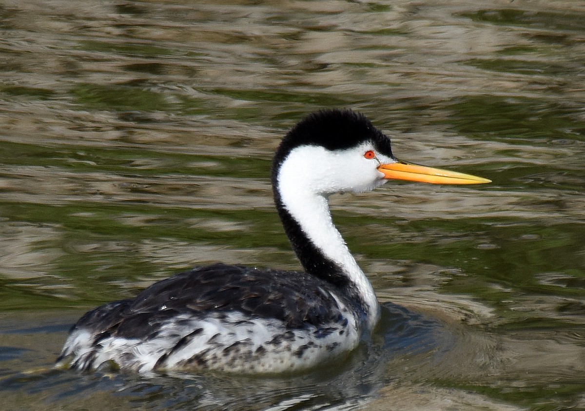 Clark's Grebe - ML153864091