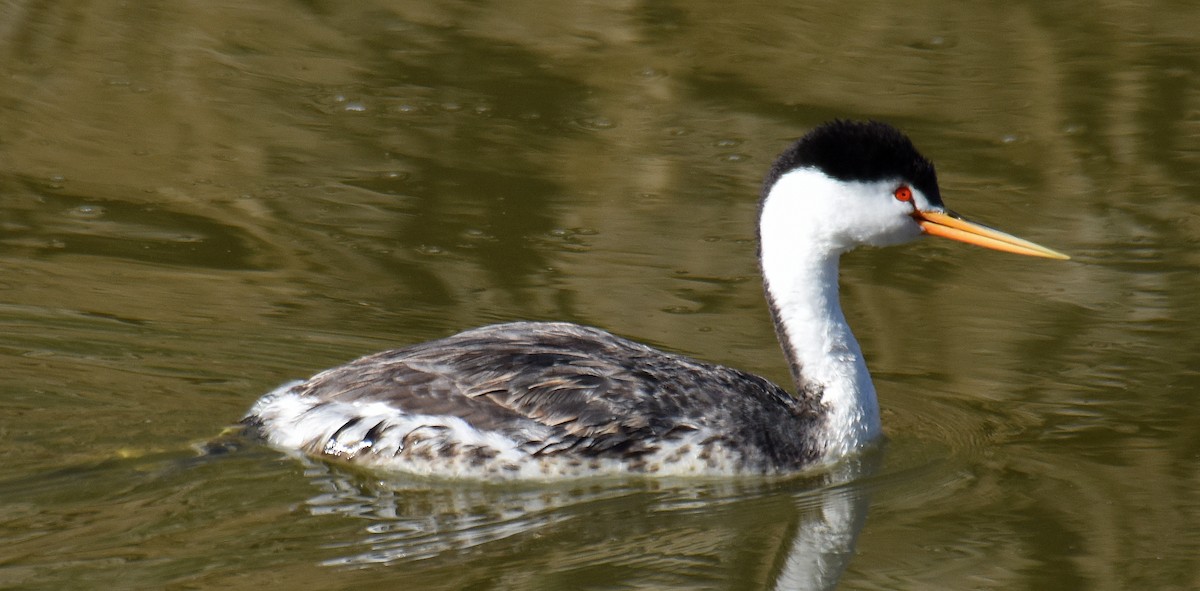 Clark's Grebe - ML153864111