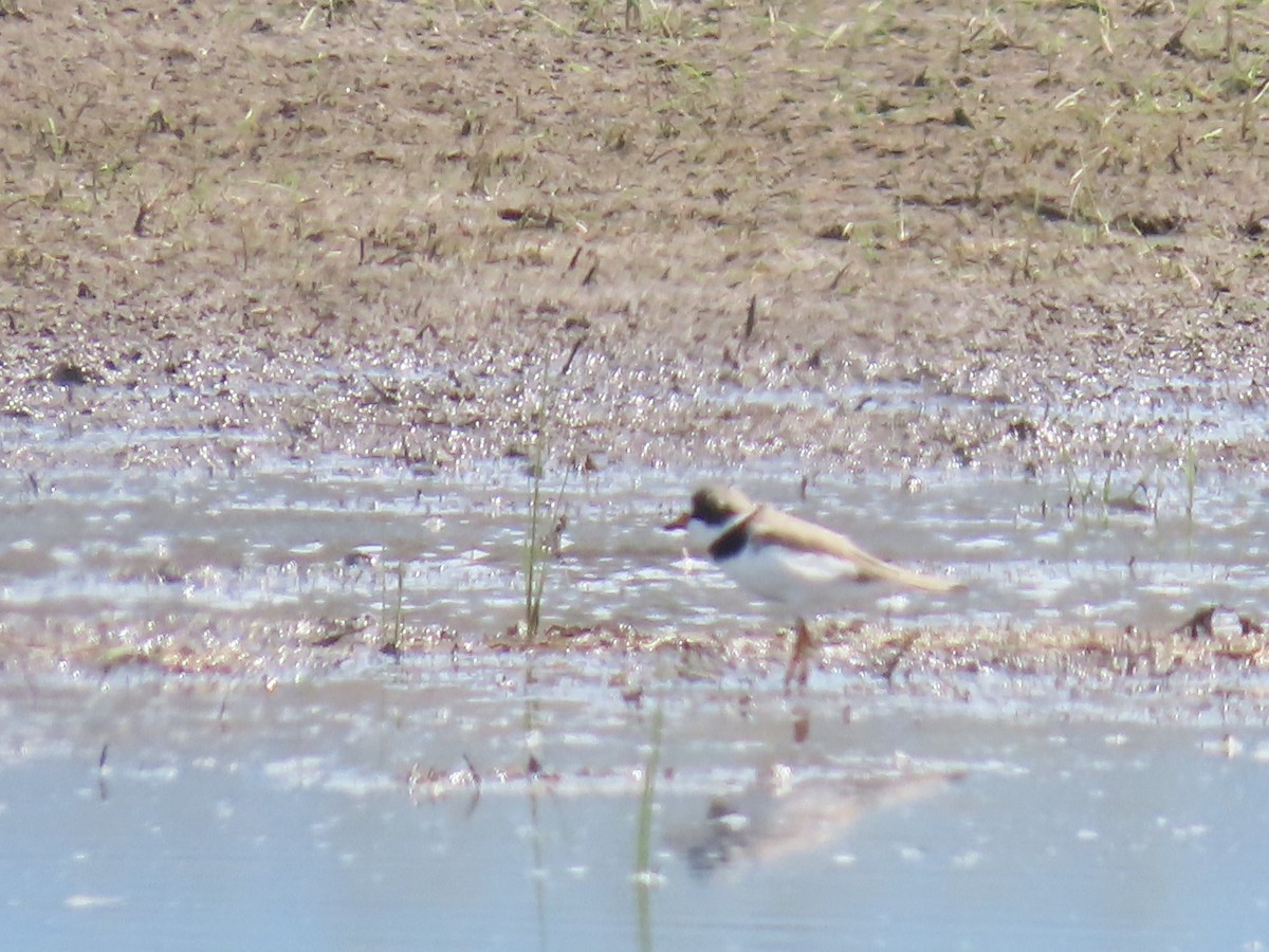 Semipalmated Plover - ML153864281