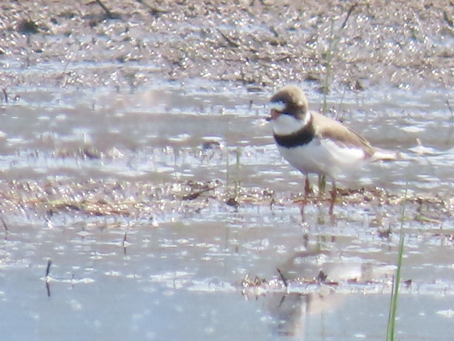 Semipalmated Plover - ML153864301
