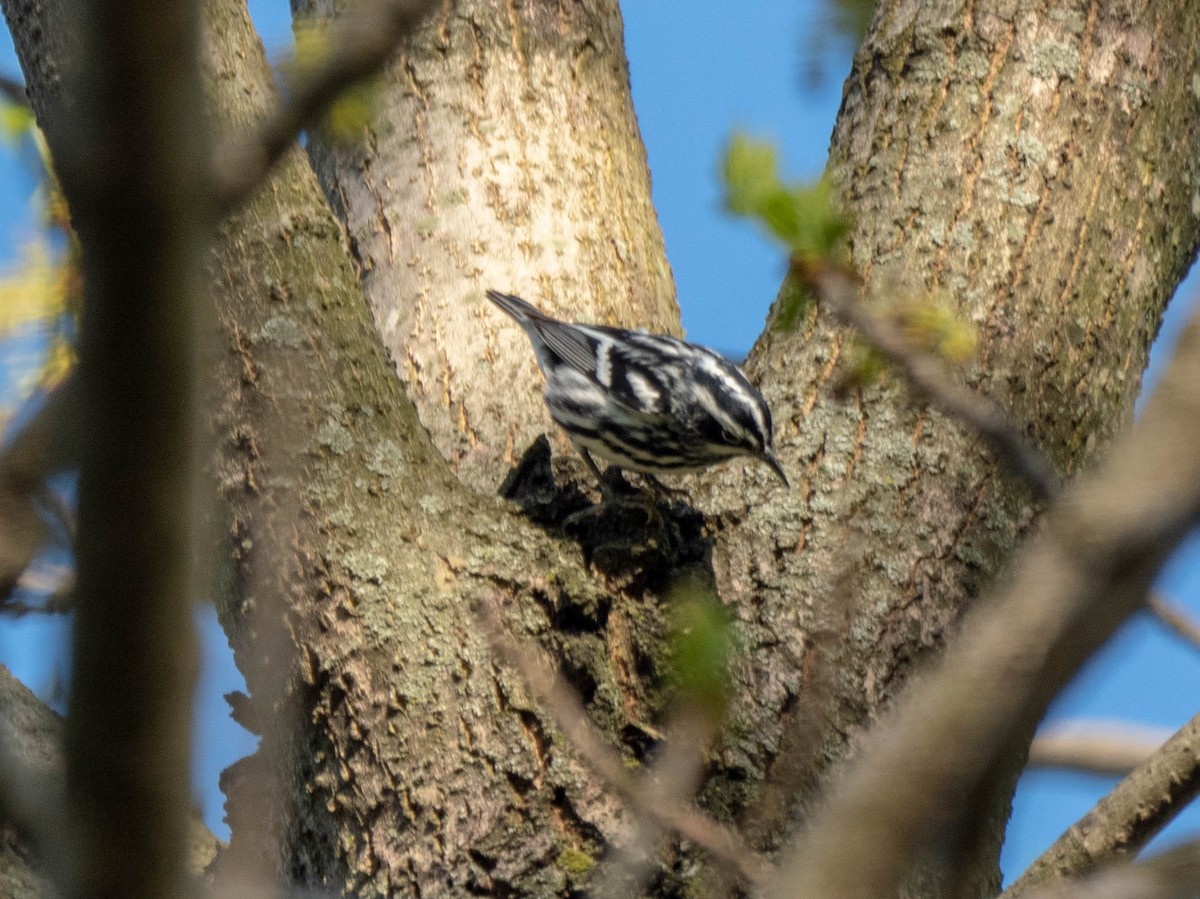 Black-and-white Warbler - ML153864521