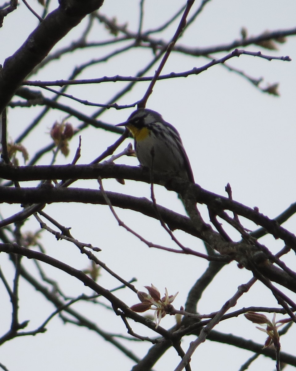 Yellow-throated Warbler - ML153864841