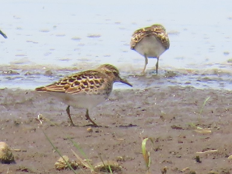 pygmésnipe - ML153865771