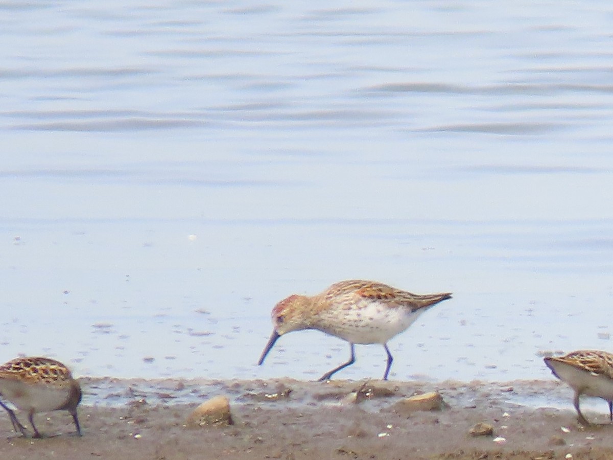 Western Sandpiper - ML153866321