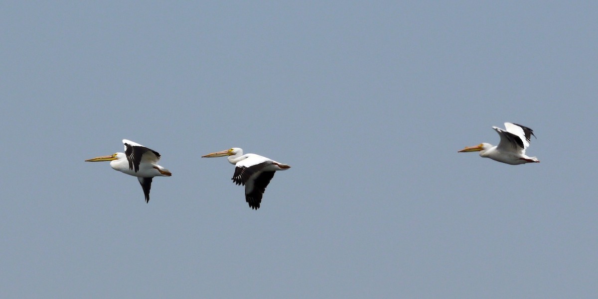 pelikán severoamerický - ML153866411