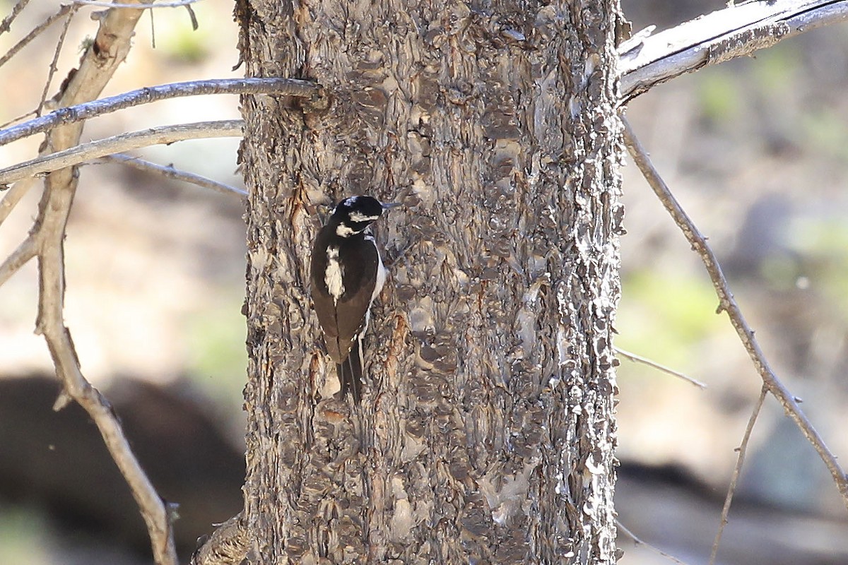 Hairy Woodpecker - ML153866461