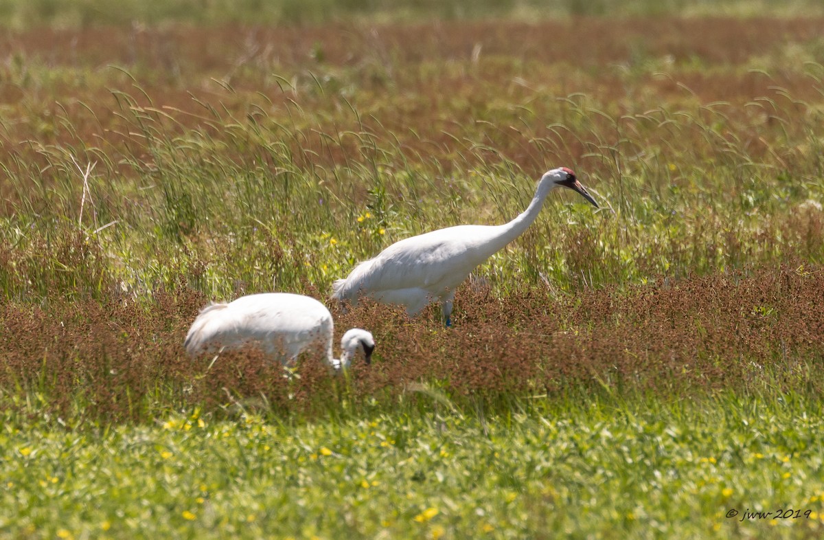 Whooping Crane - Janey Woodley