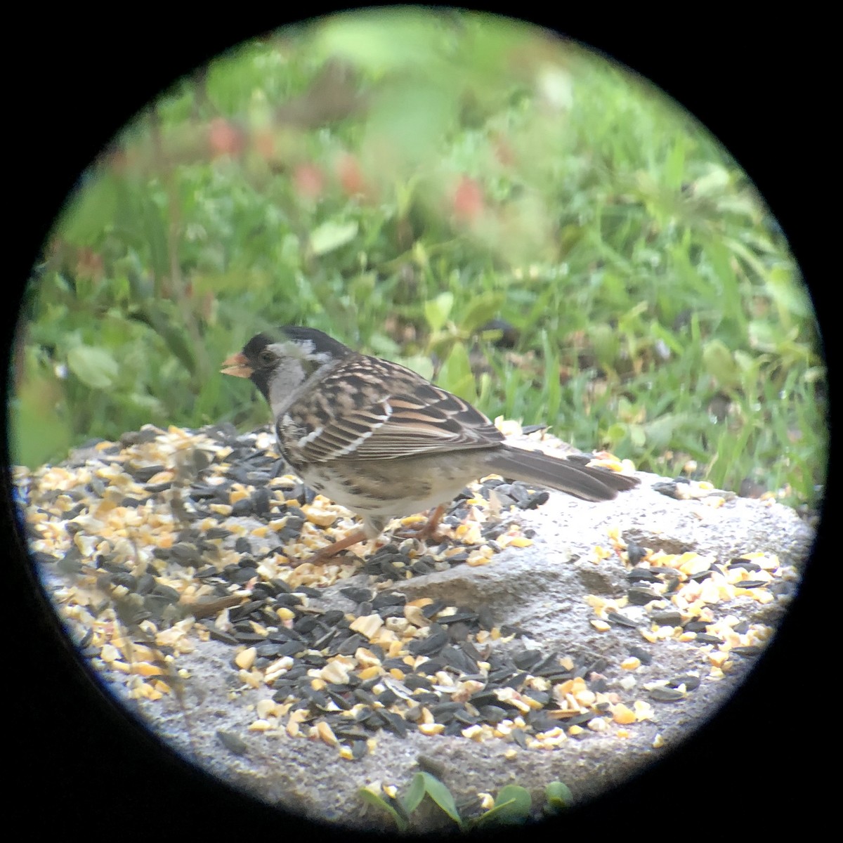 Harris's Sparrow - ML153868071