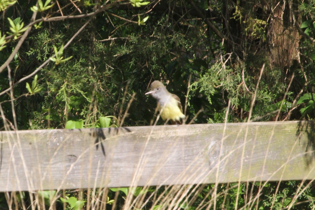 Great Crested Flycatcher - ML153868081