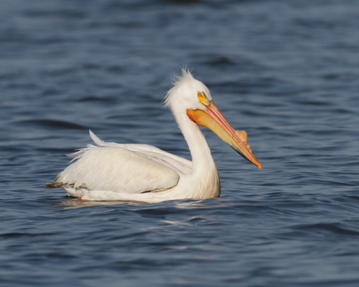 pelikán severoamerický - ML153868161
