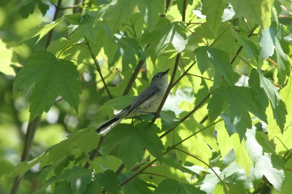 Blue-gray Gnatcatcher - ML153868221