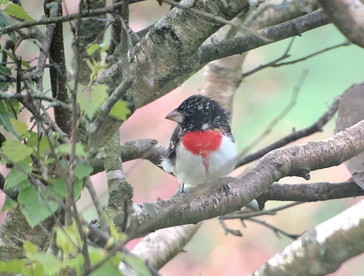 Rose-breasted Grosbeak - ML153868311