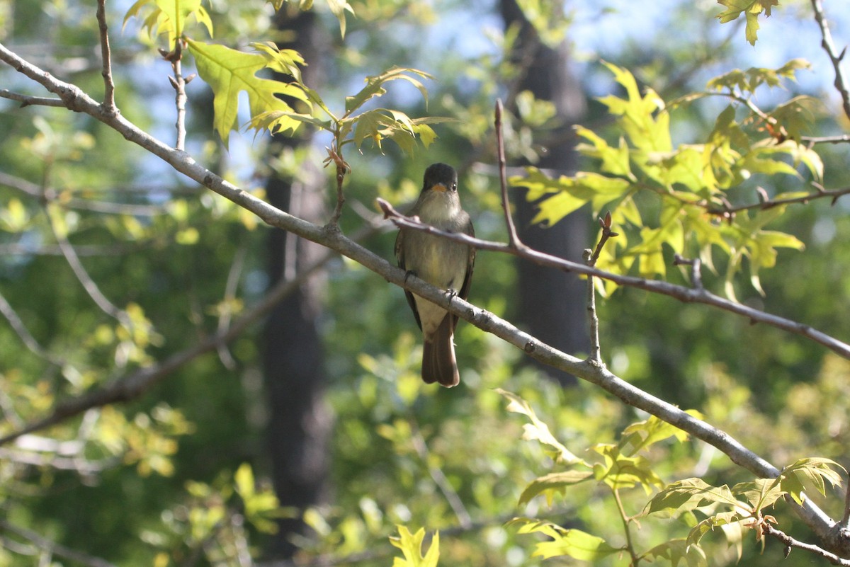 Eastern Wood-Pewee - ML153868621