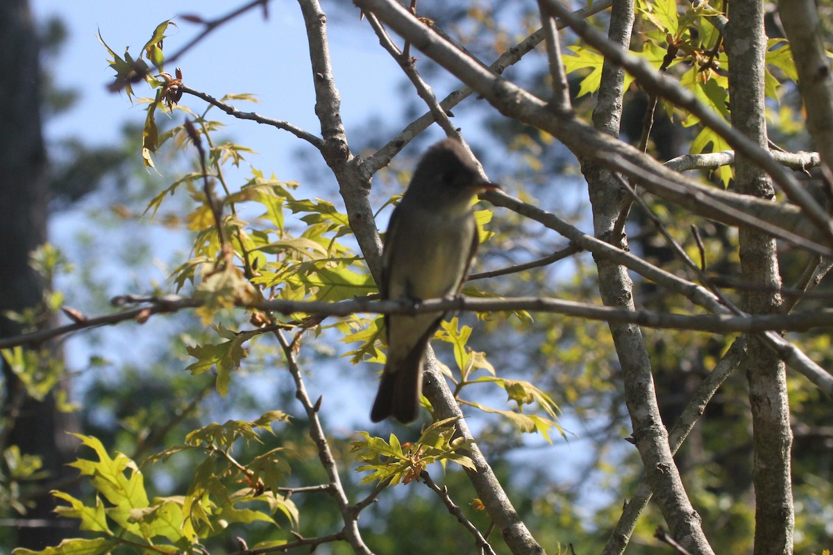 Eastern Wood-Pewee - ML153868651