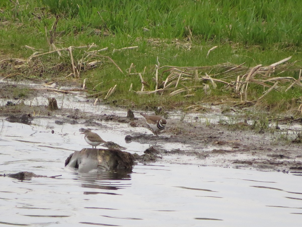 Spotted Sandpiper - Justin Baughman