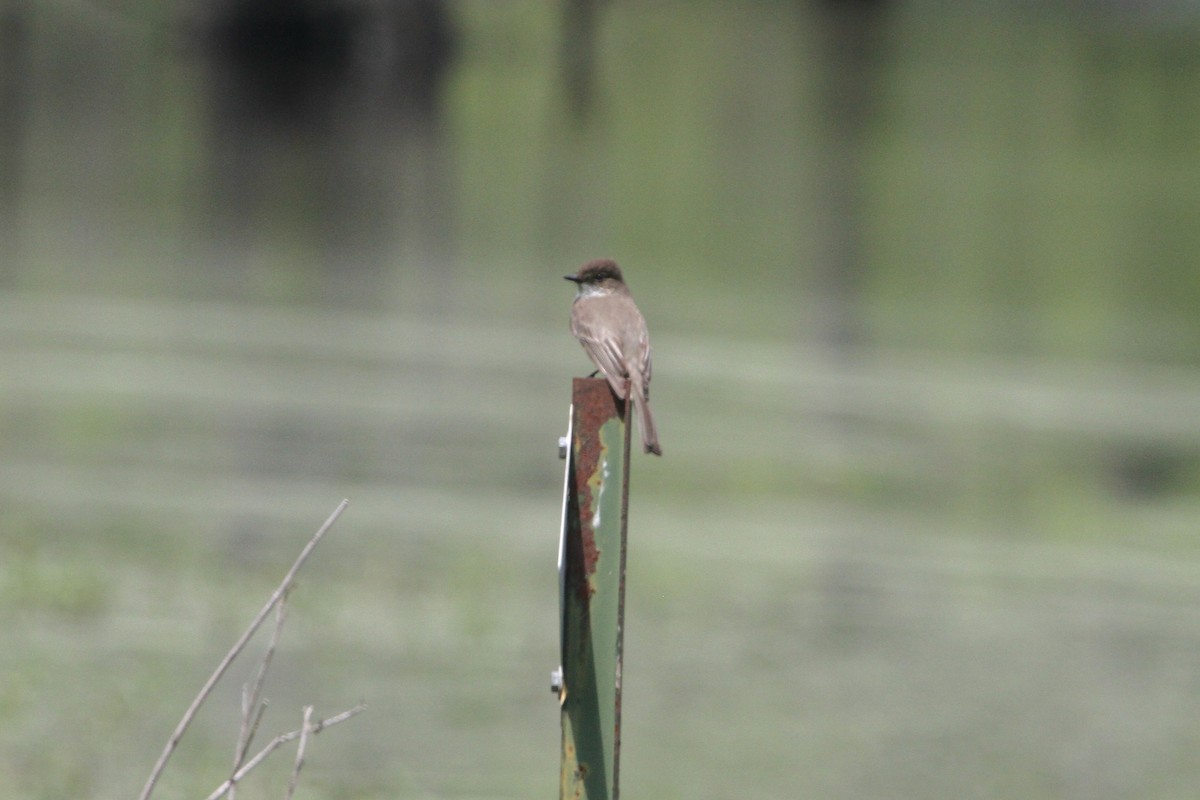 Eastern Phoebe - ML153868881