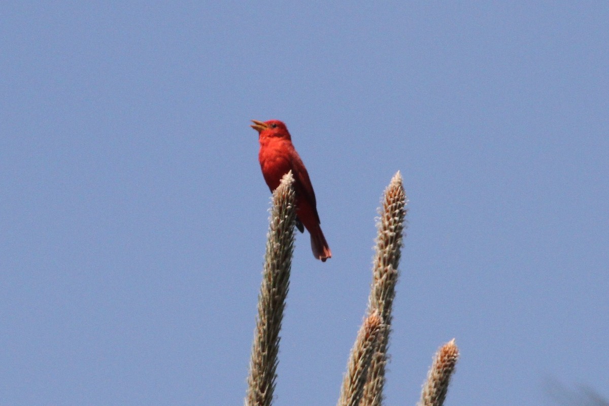 Summer Tanager - ML153869051