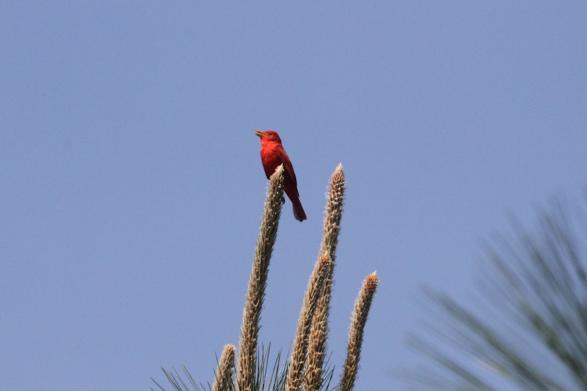 Summer Tanager - Steven Howell