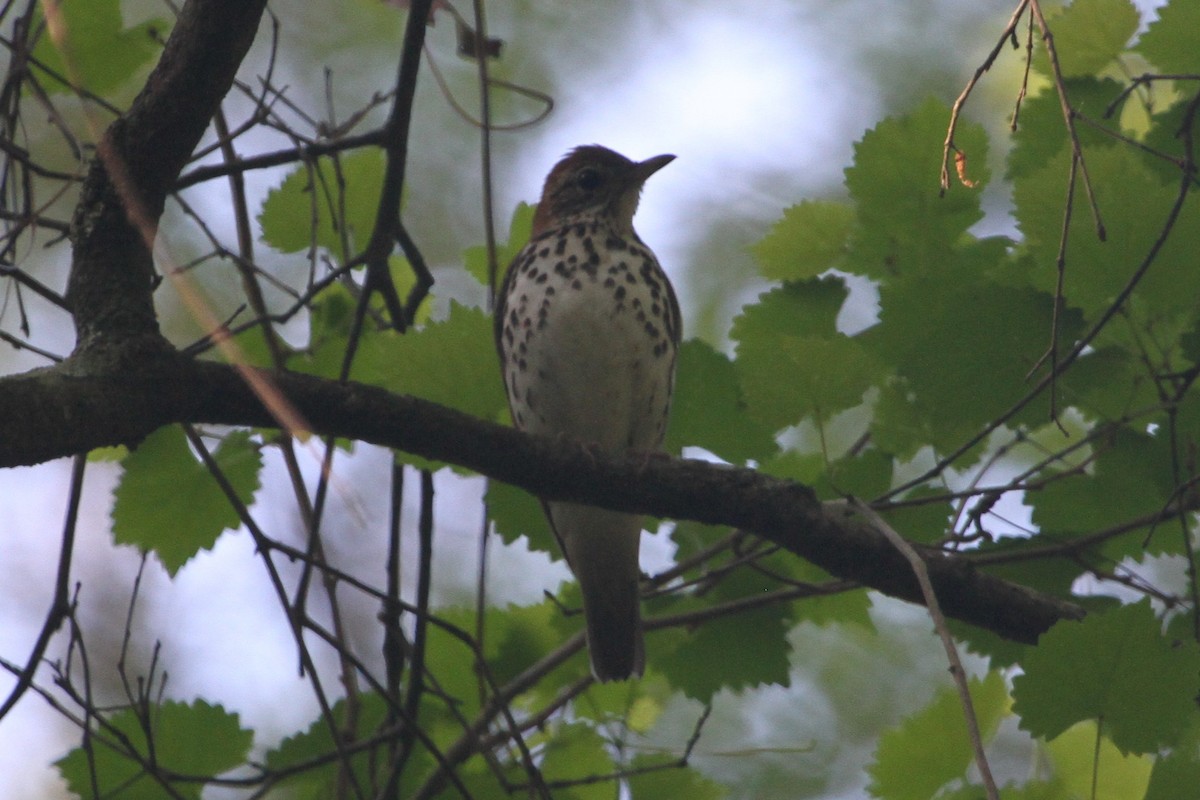 Wood Thrush - ML153869141