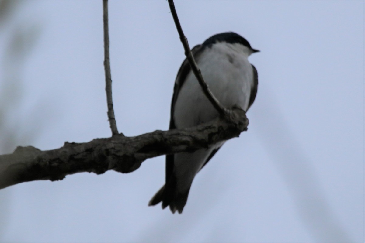 Tree Swallow - ML153869151