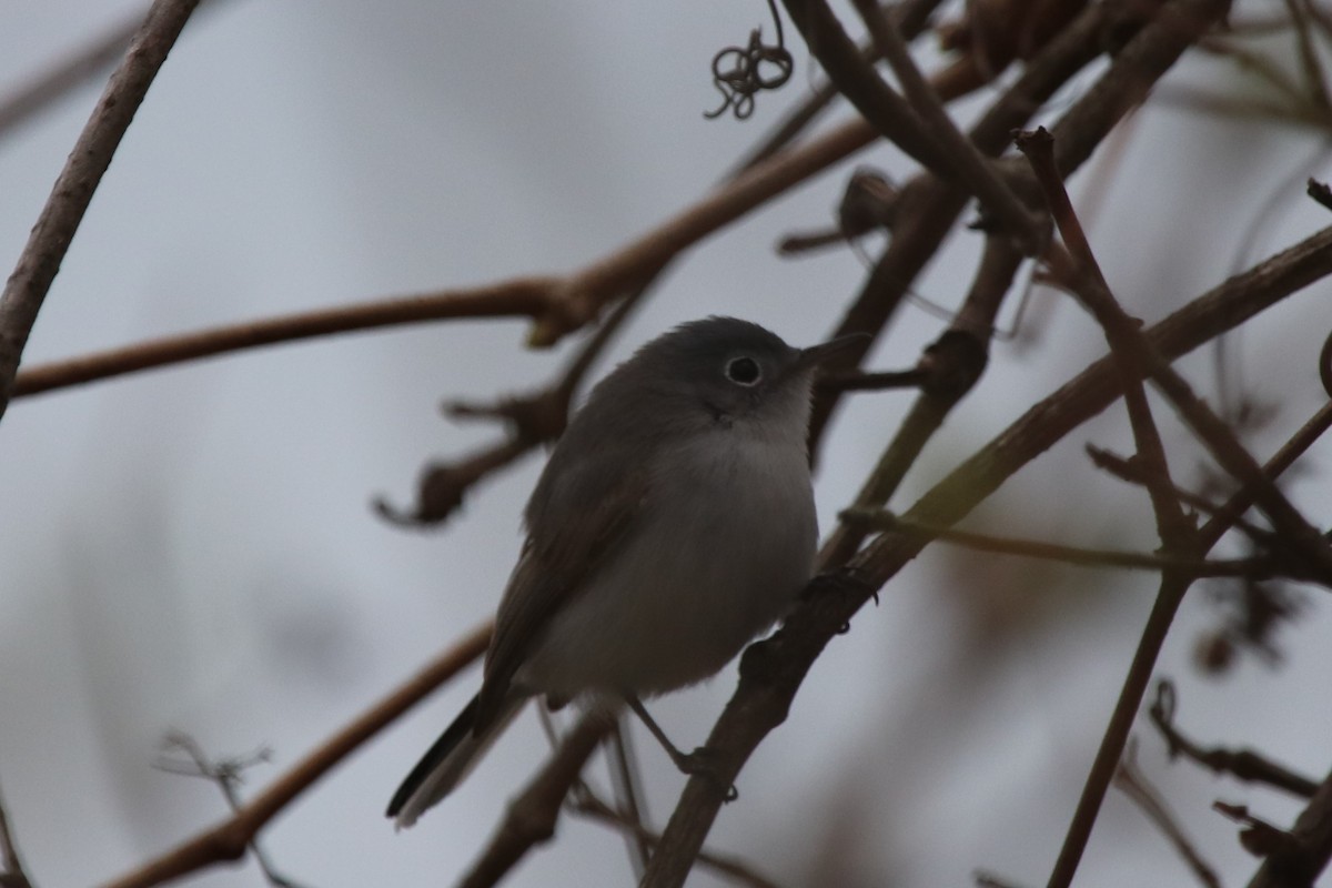 Blue-gray Gnatcatcher - ML153869181