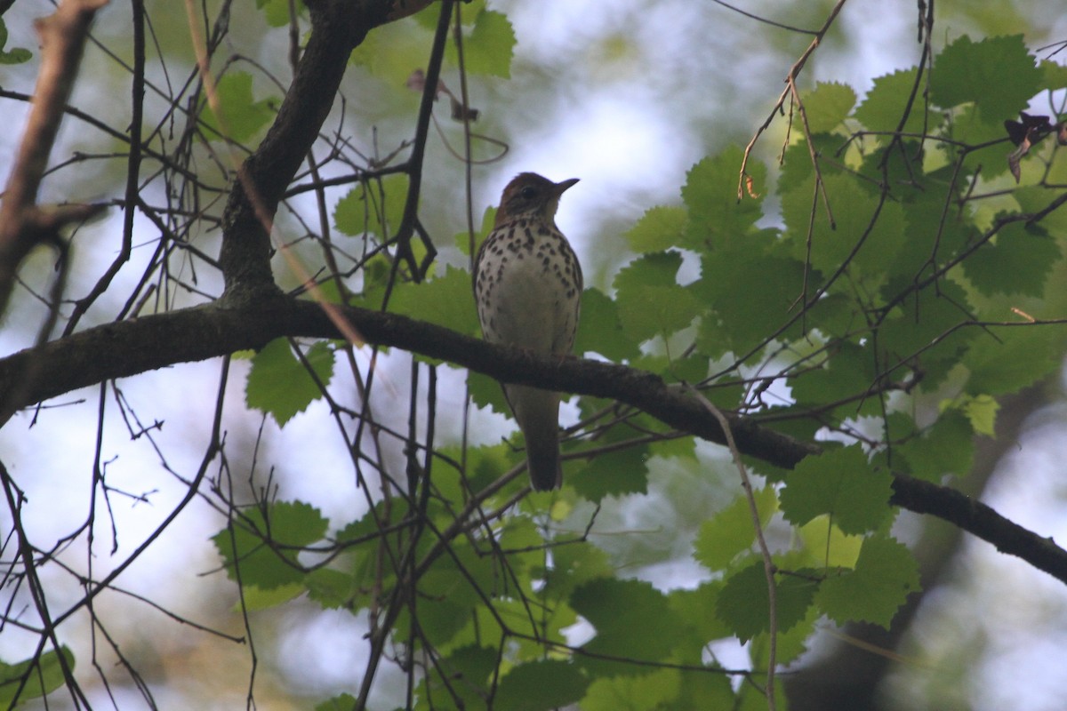 Wood Thrush - ML153869191