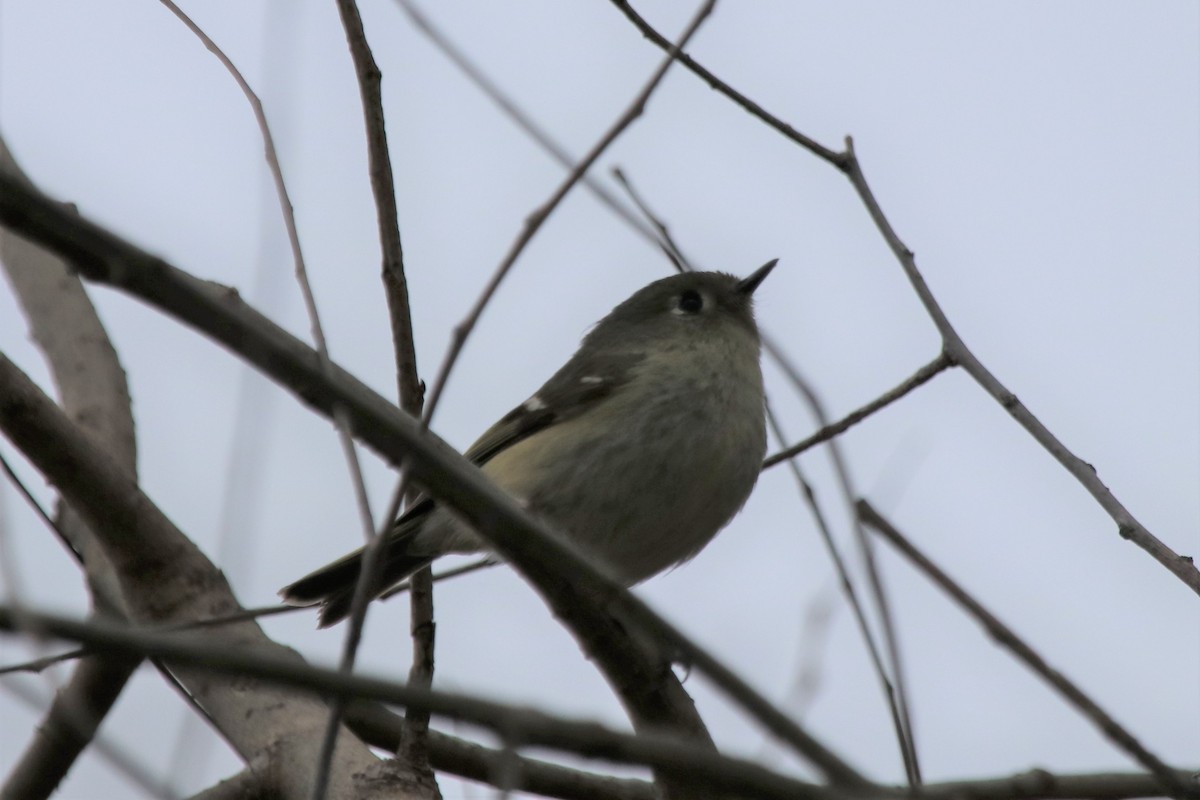 Ruby-crowned Kinglet - ML153869301