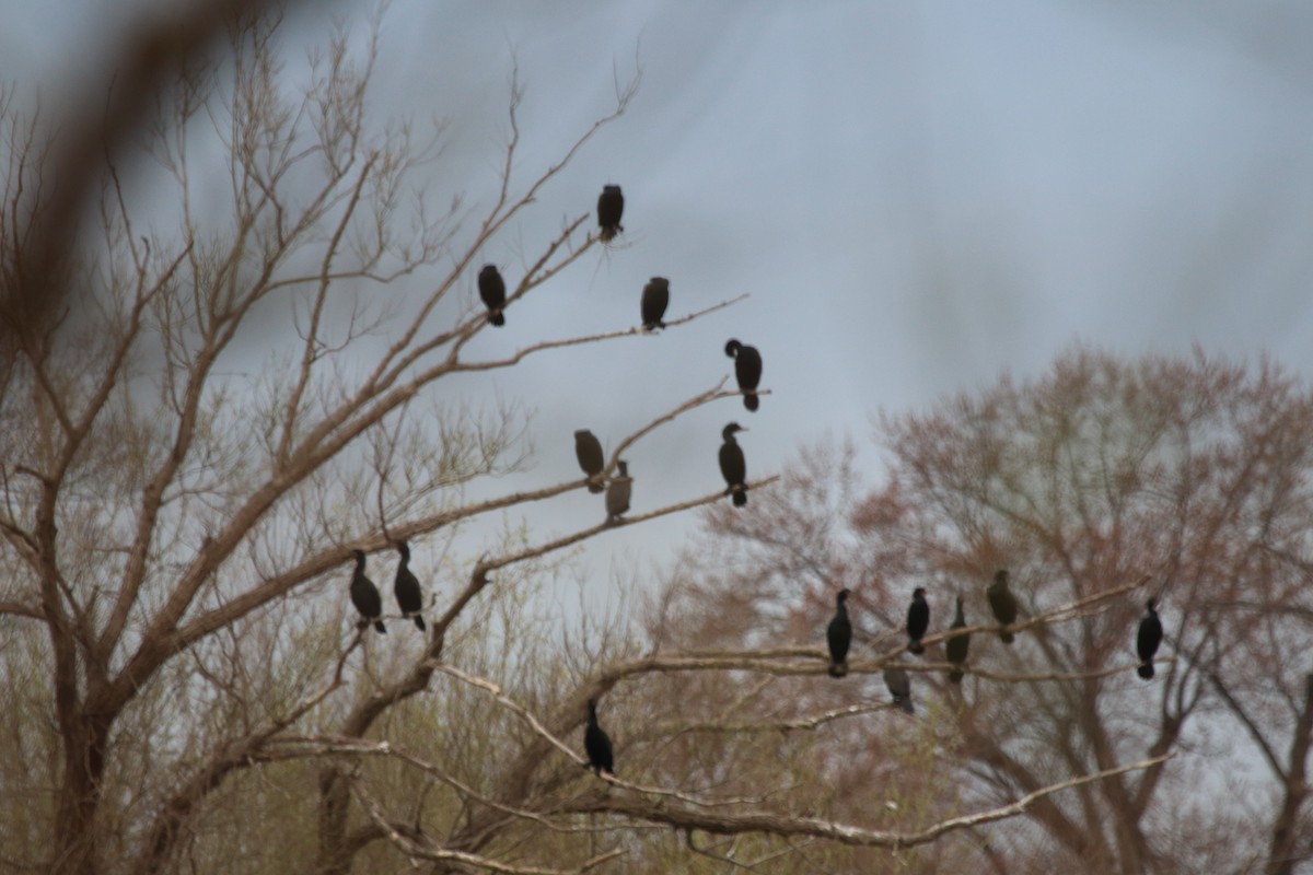 Double-crested Cormorant - ML153869311