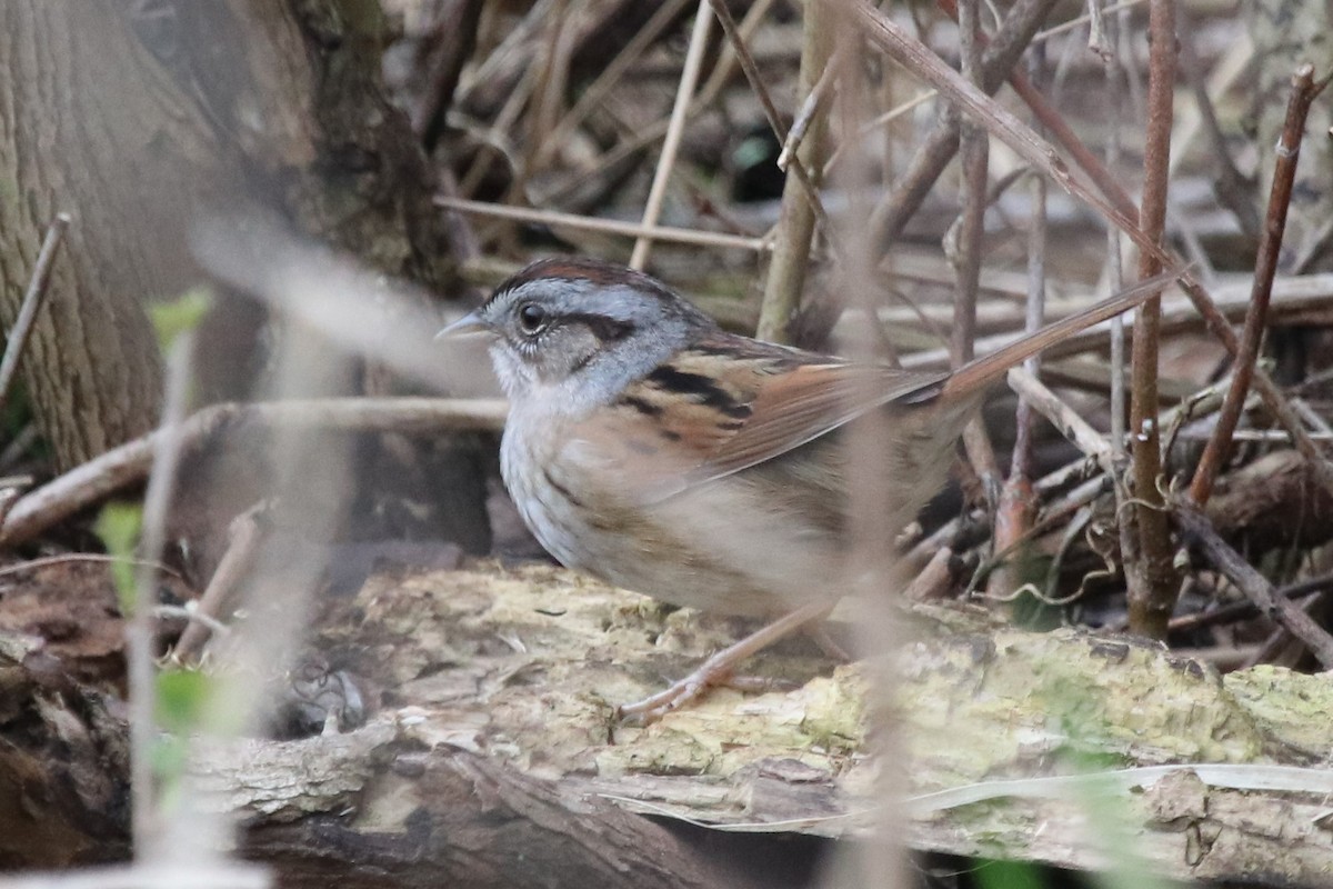 Swamp Sparrow - ML153869391