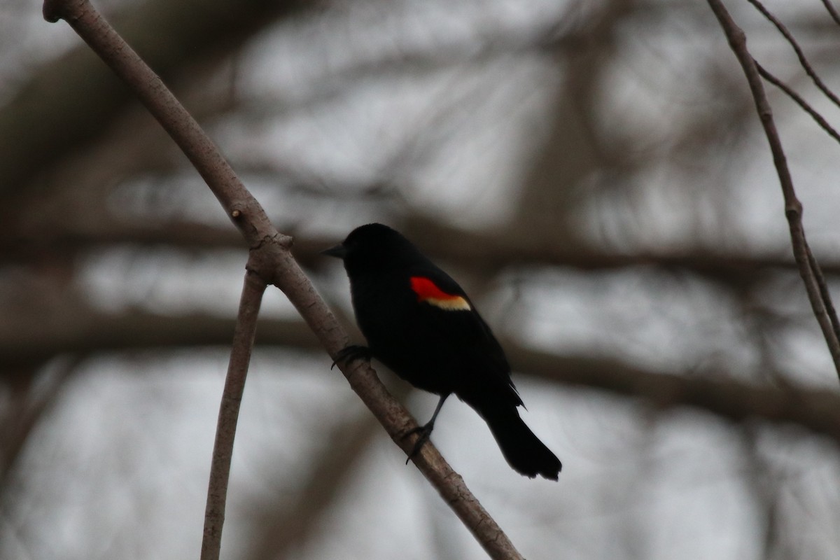 Red-winged Blackbird - ML153869421