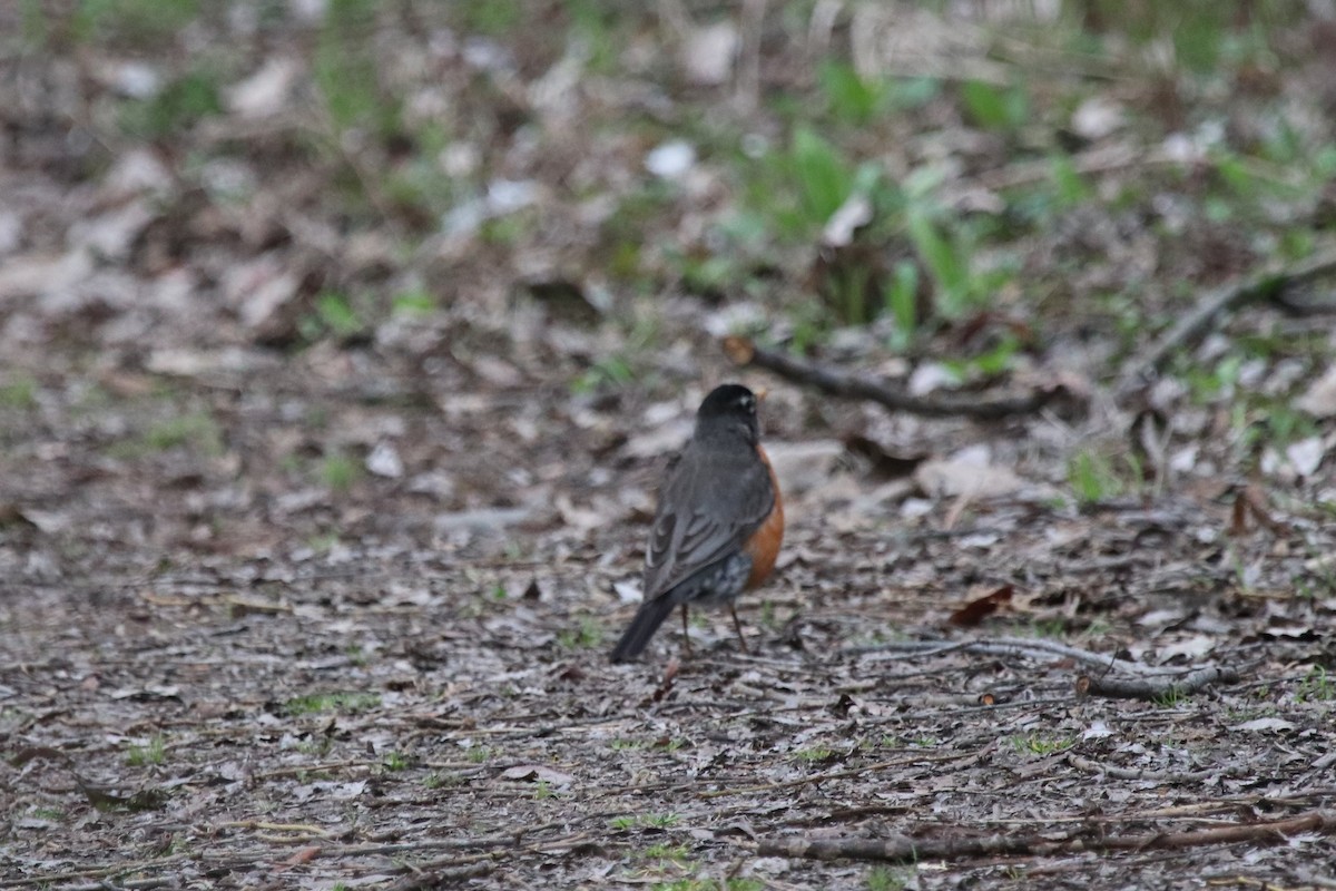 American Robin - ML153869431