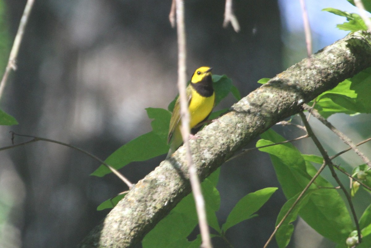 Hooded Warbler - ML153869481