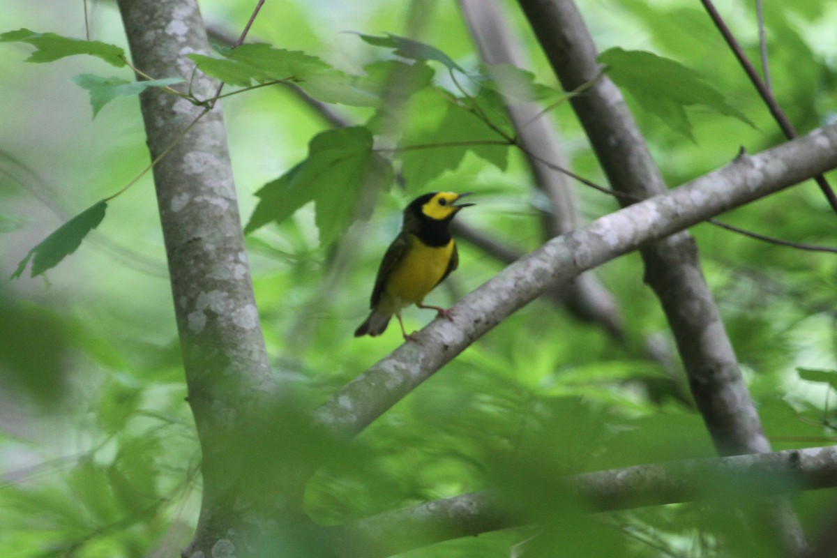 Hooded Warbler - Steven Howell