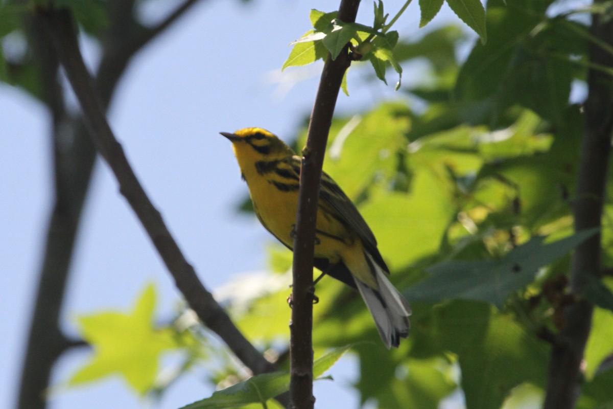 Prairie Warbler - ML153869691