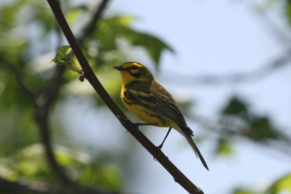 Prairie Warbler - Steven Howell