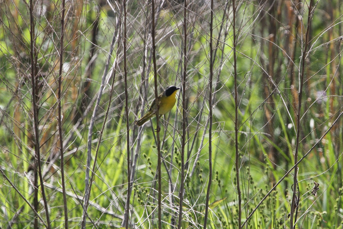 Common Yellowthroat - ML153870051