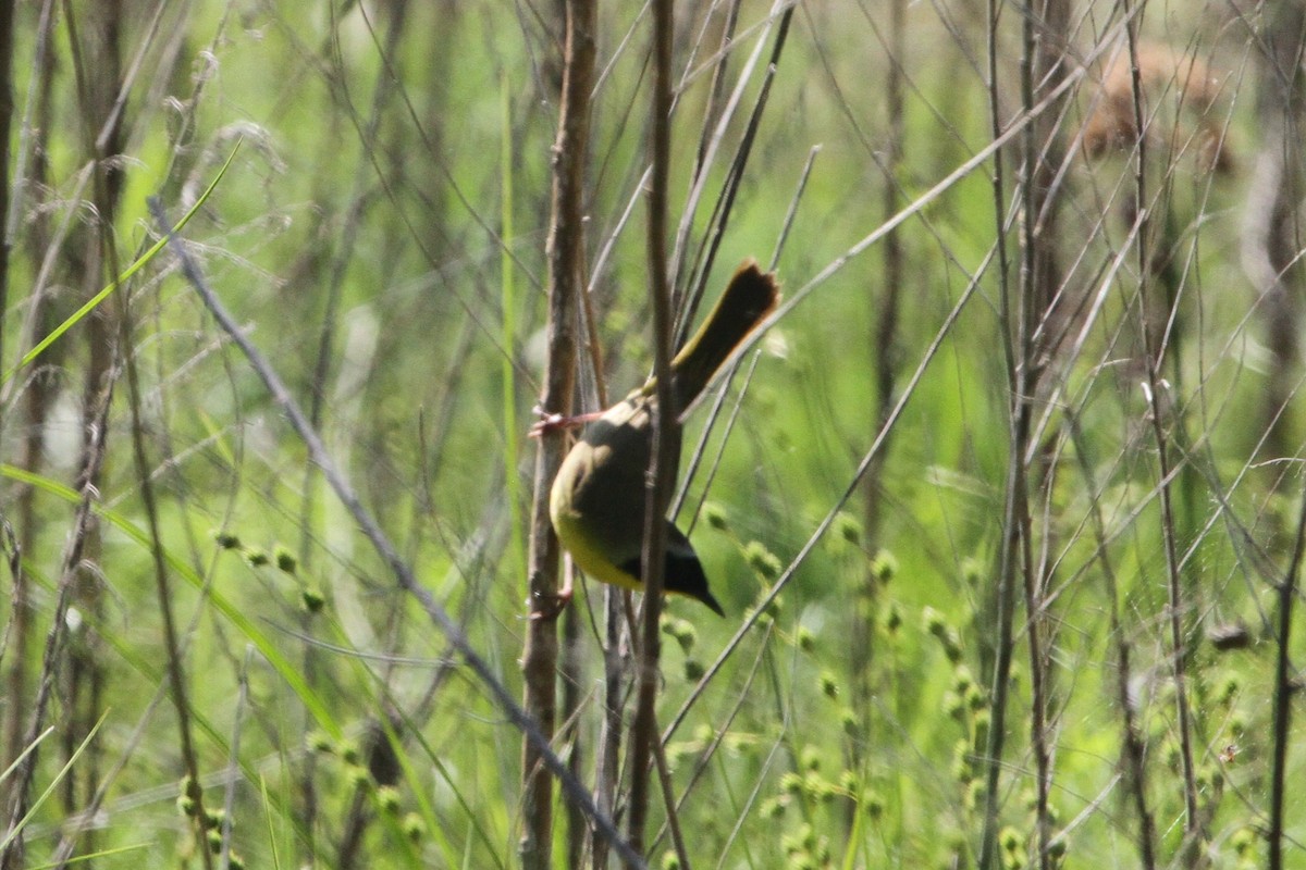 Common Yellowthroat - ML153870121