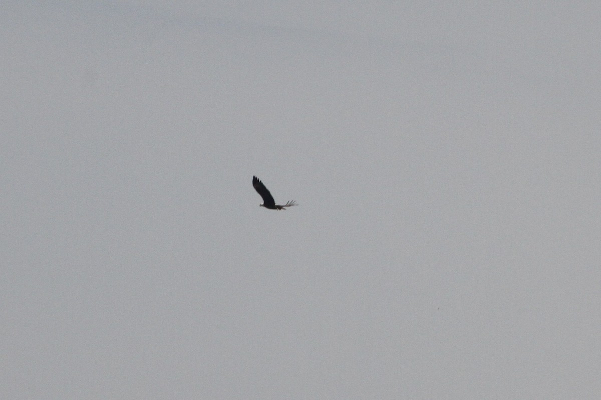 Bald Eagle - ML153870141