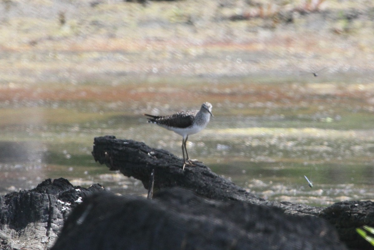 Solitary Sandpiper - ML153870291