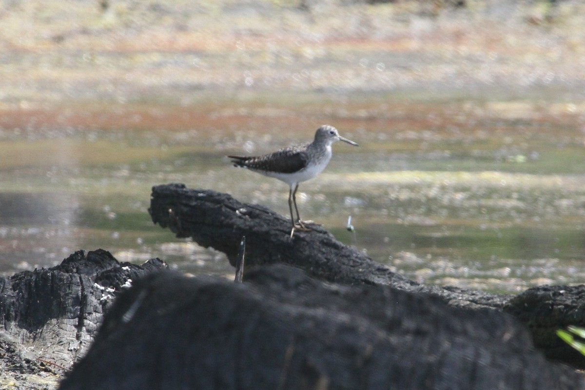 Solitary Sandpiper - ML153870331