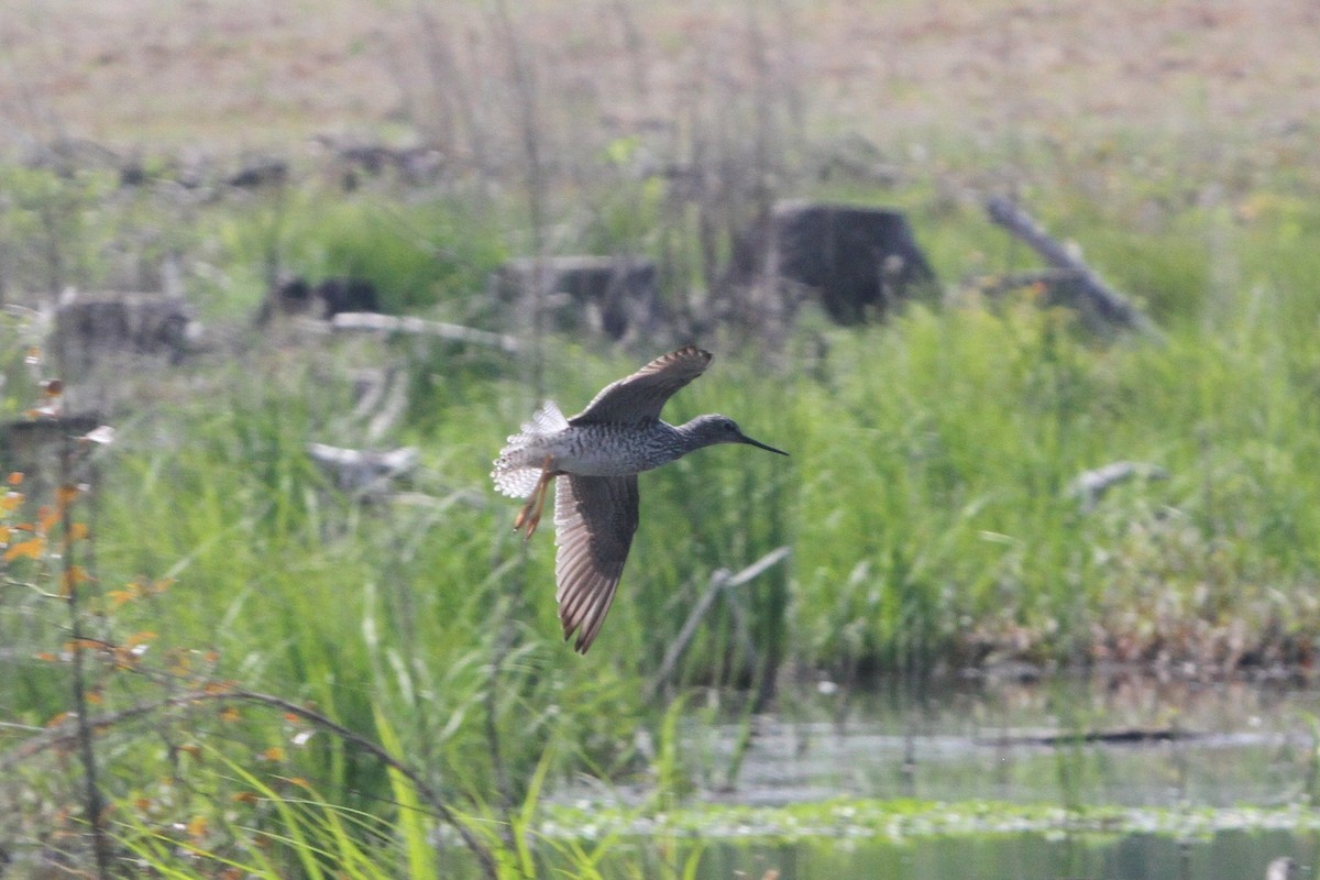 Solitary Sandpiper - ML153870401