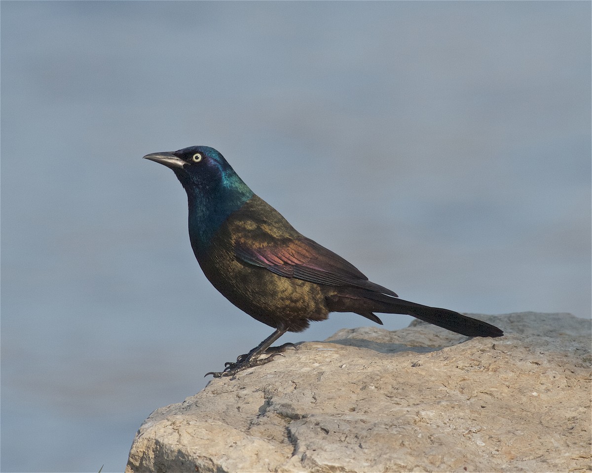 Common Grackle - ML153870431